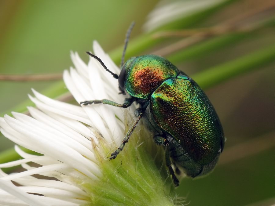 Cryptocephalus (Cryptocephalus) hypochaeridis (Linnaeus, 1758)